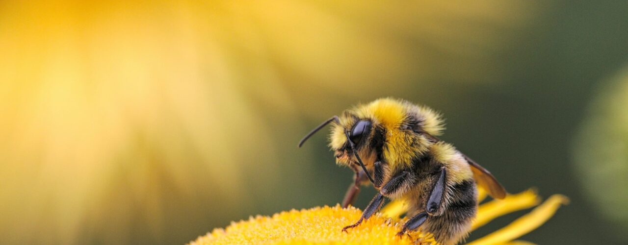 honeybee perching on yellow flower