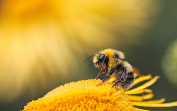 honeybee perching on yellow flower