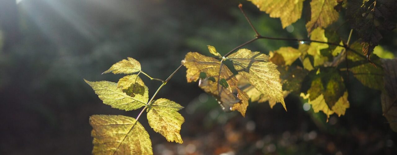 green-leafed plants