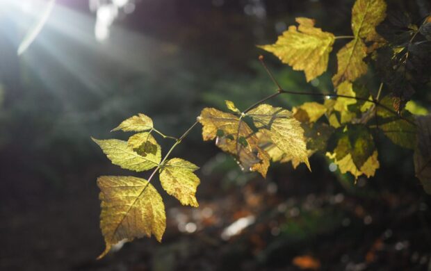 green-leafed plants