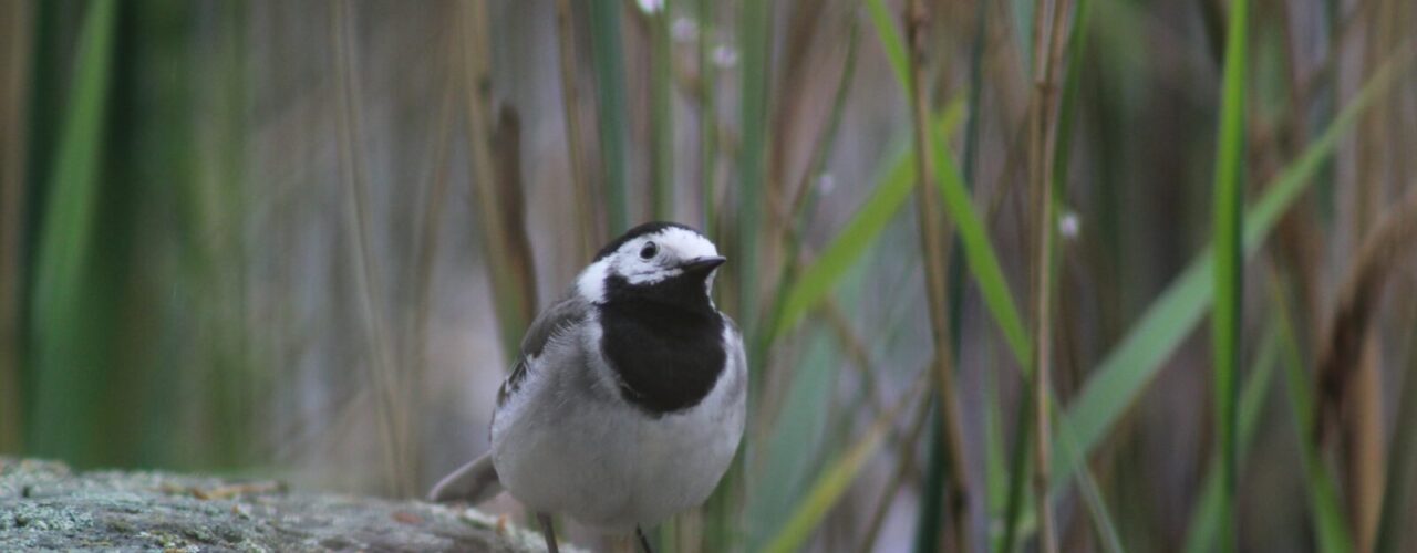 white and black bird on gray rock