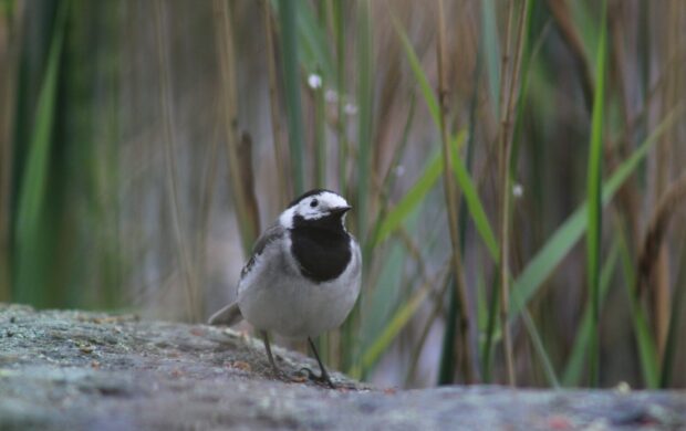 white and black bird on gray rock