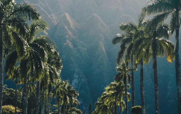 concrete road between palm trees during daytime