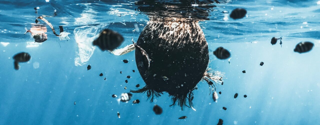 brown and black fish in water