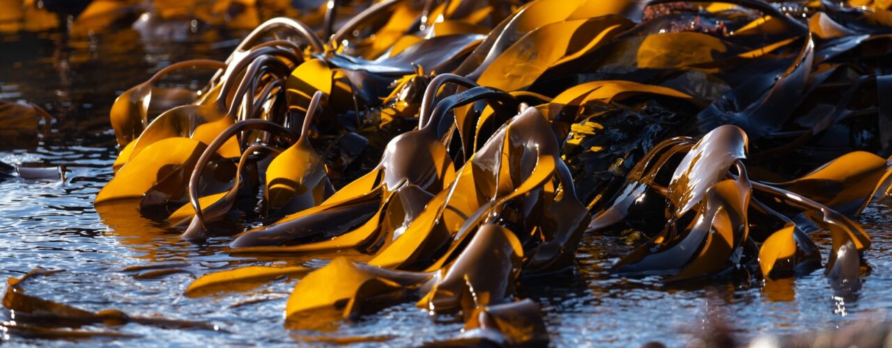 yellow and black leaves on water