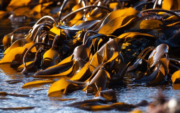 yellow and black leaves on water