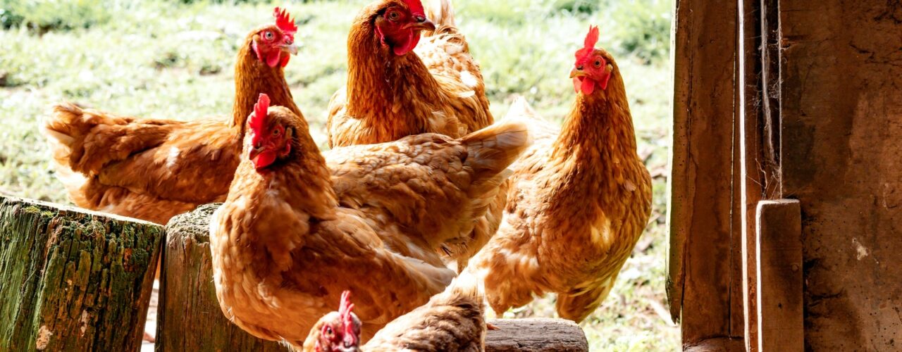 six brown hens beside wall during daytime