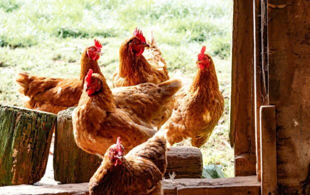 six brown hens beside wall during daytime