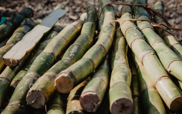 sugar cane sticks on brown wooden table