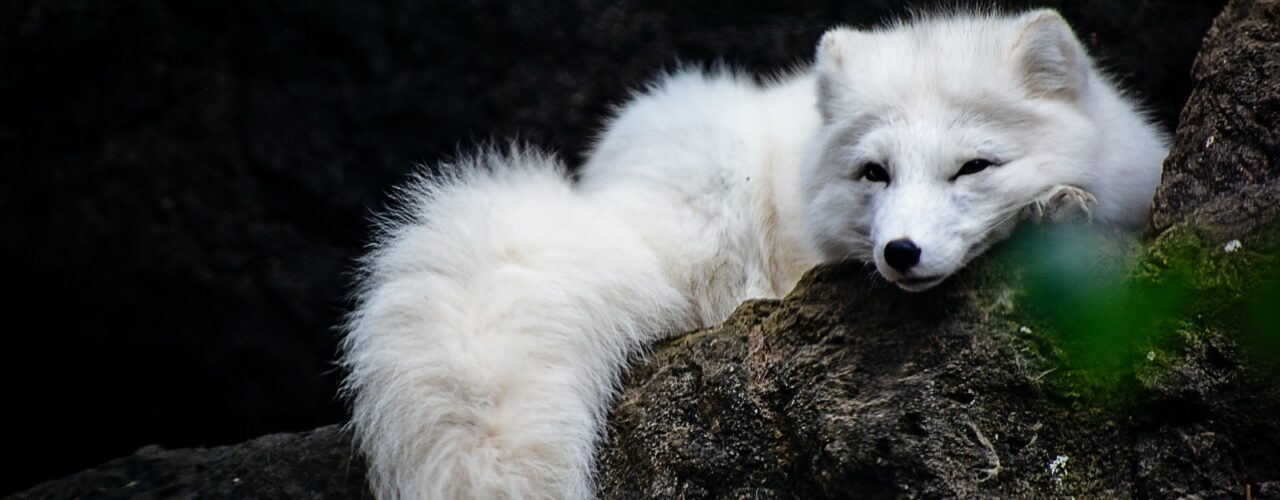 white fox lying on ground