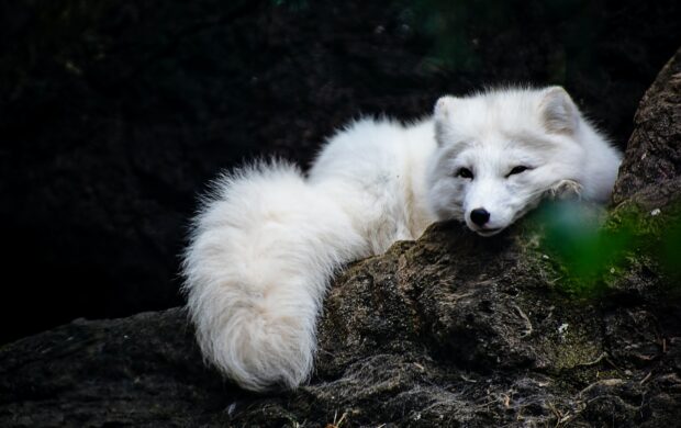 white fox lying on ground