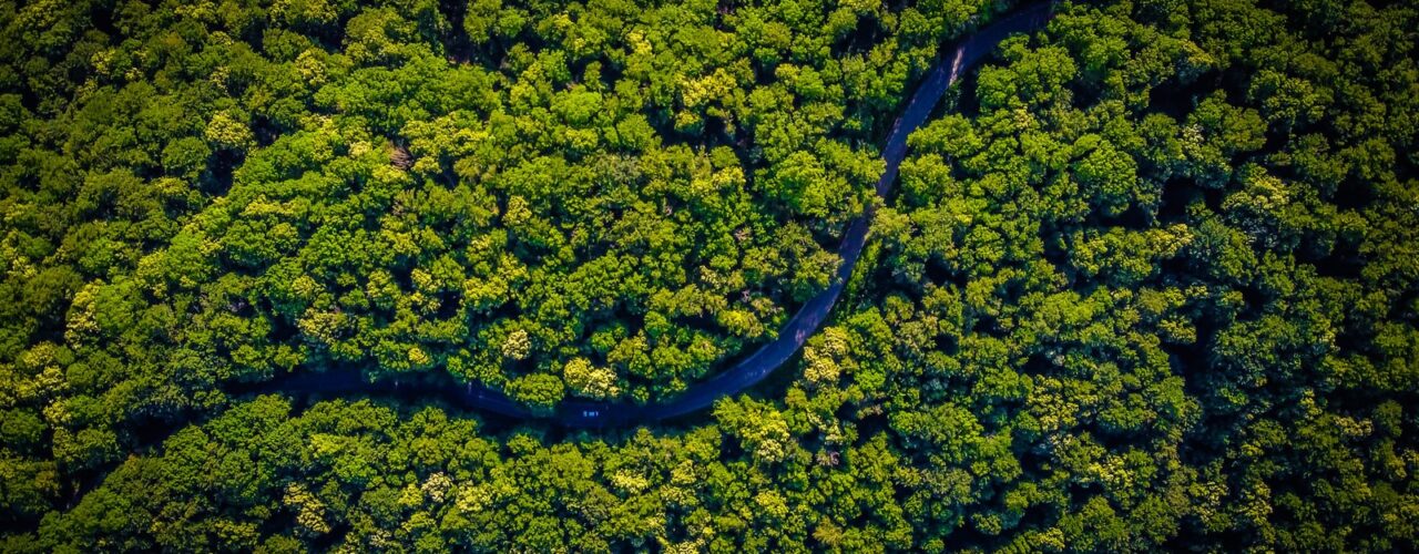 aerial view of green trees