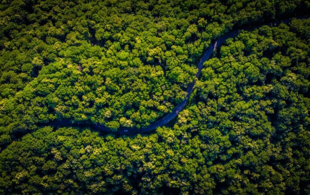 aerial view of green trees