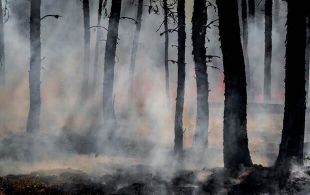 silhouette of trees on smoke covered forest