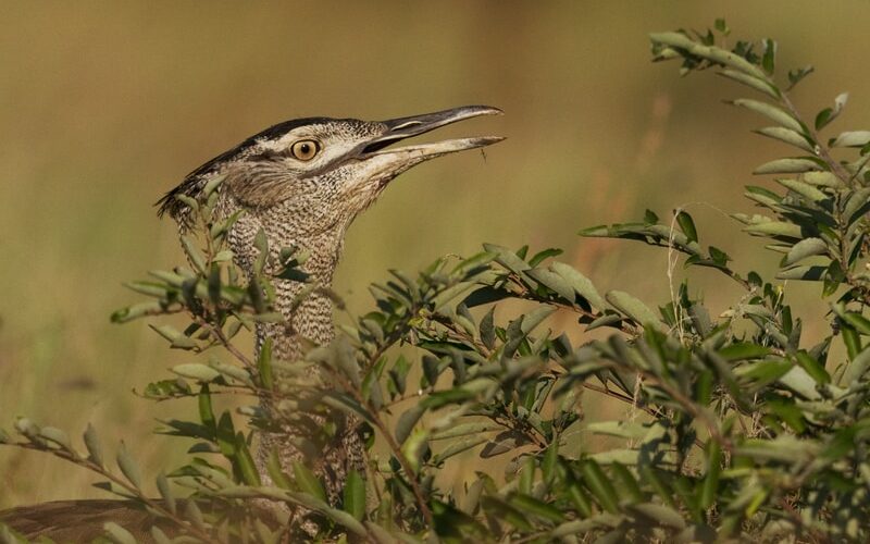 brown and black bird on green grass during daytime