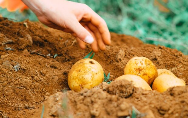 person holding two yellow round fruits