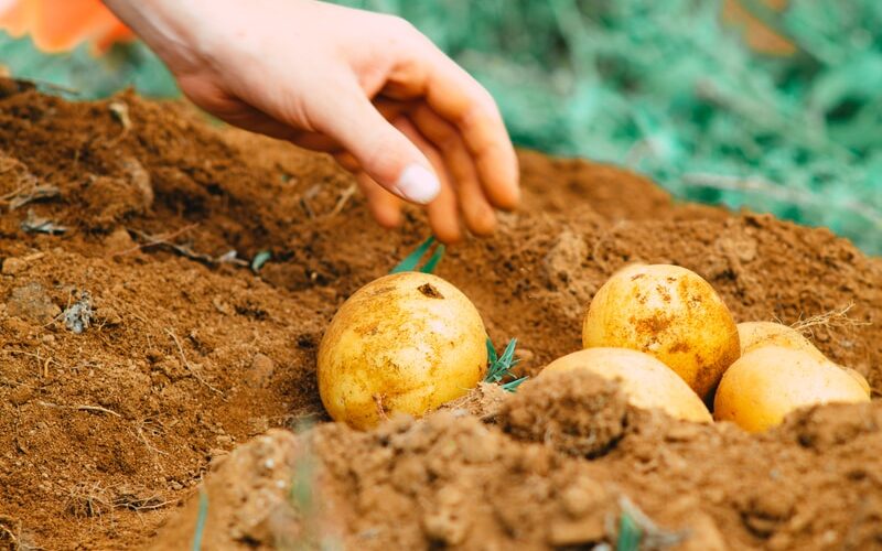 person holding two yellow round fruits