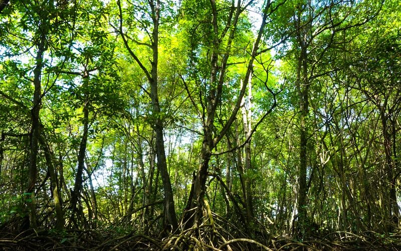 green leaf trees near body of water