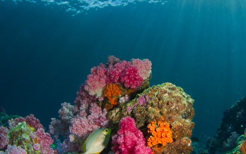 brown fish beside coral under body of water