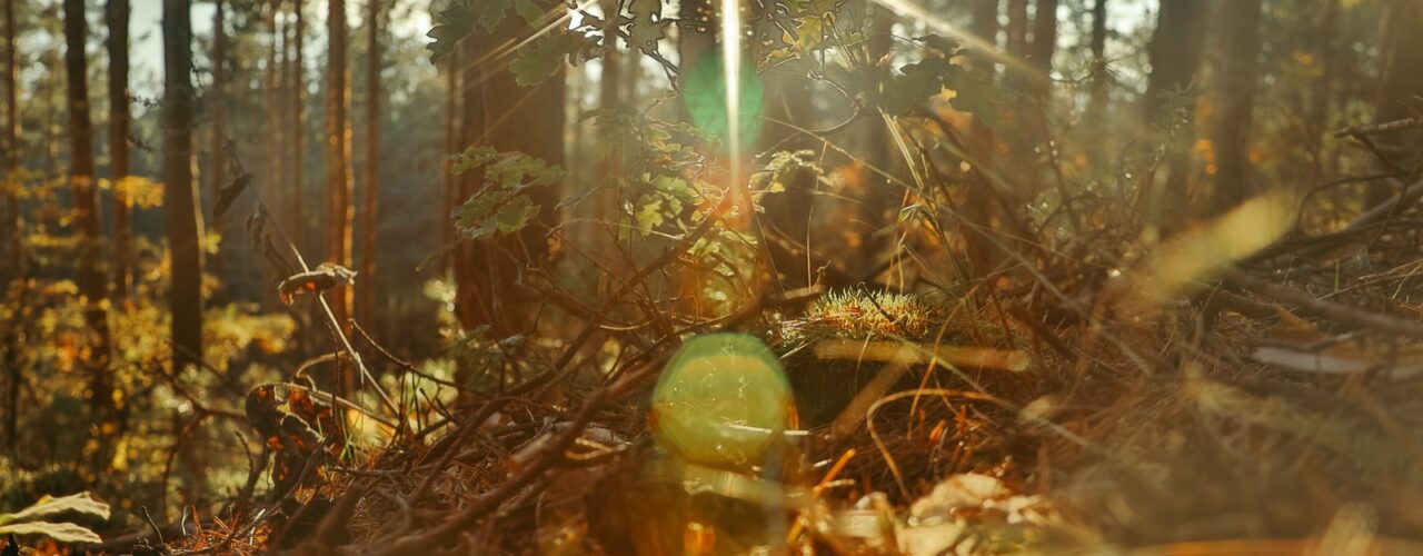 green apple fruit on brown dried leaves