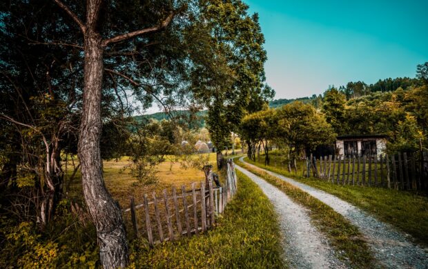 green trees and grass field during daytime