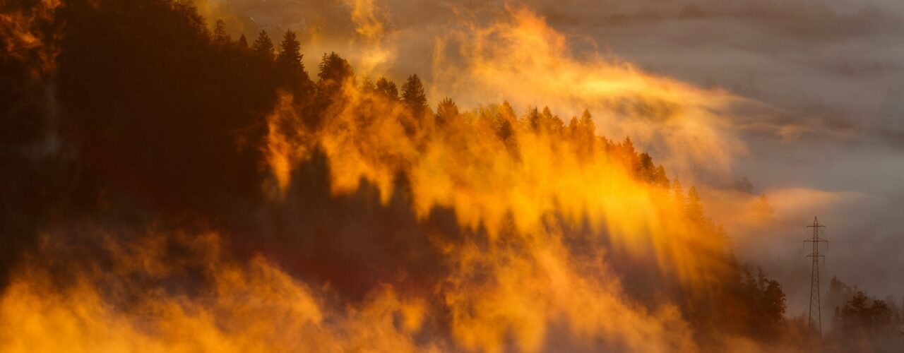 silhouette of trees with fog under orange sky