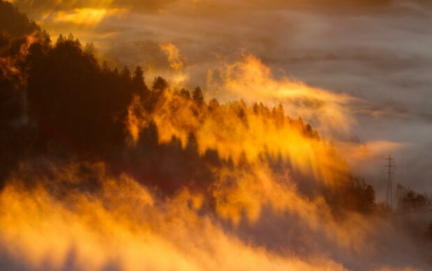 silhouette of trees with fog under orange sky