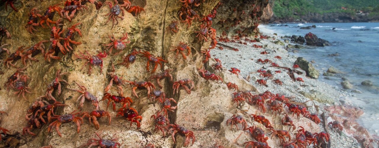 crabs near seashore