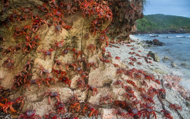 crabs near seashore