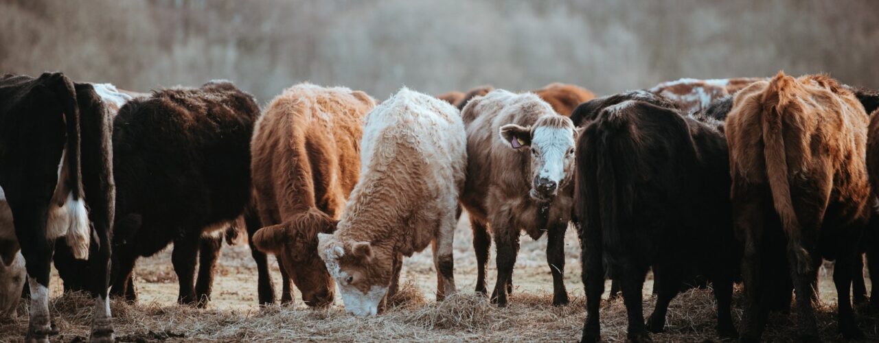 herd of brown and white cattles