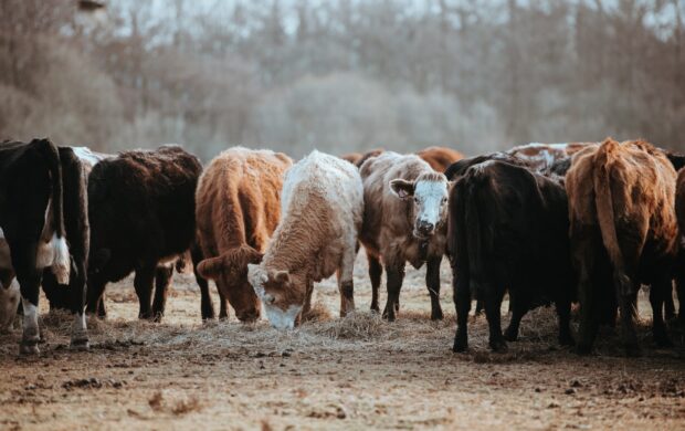 herd of brown and white cattles