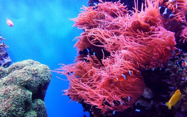 school of fish underwater