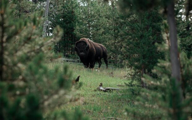 black bison