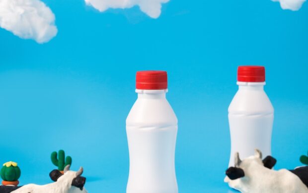 two black-and-white dairy cows looking on white bottles