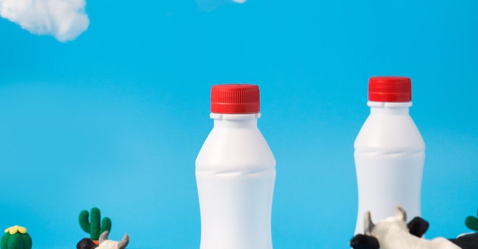 two black-and-white dairy cows looking on white bottles