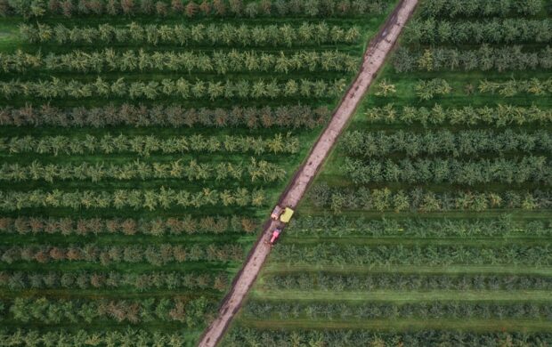 bird's eye photography of trees