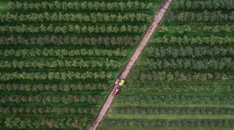 bird's eye photography of trees