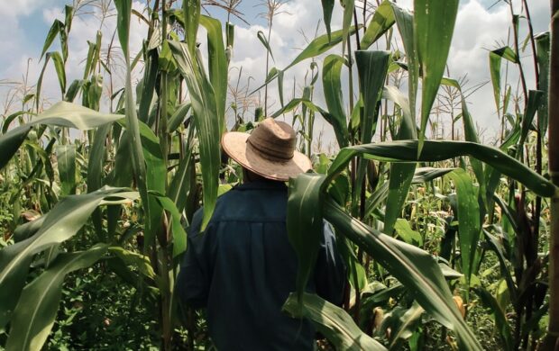 woman in blue long sleeve shirt wearing brown hat standing in corn field during daytime