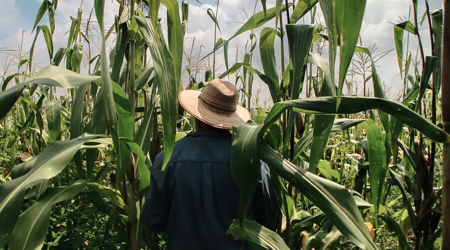 woman in blue long sleeve shirt wearing brown hat standing in corn field during daytime