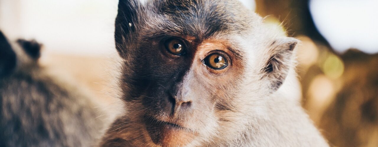 tilt shift lens photography of monkey