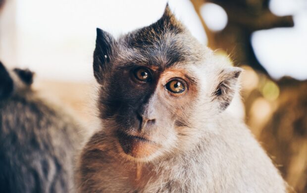 tilt shift lens photography of monkey