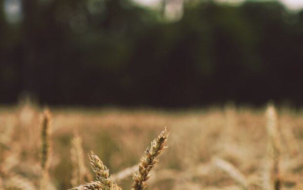 shallow focus photography of wheats during daytime