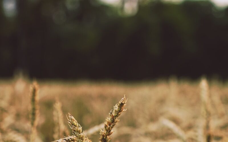 shallow focus photography of wheats during daytime