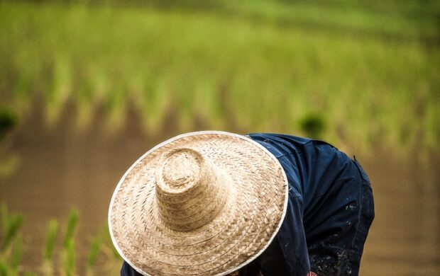person wearing brown straw hat while planting rice selective focus photography