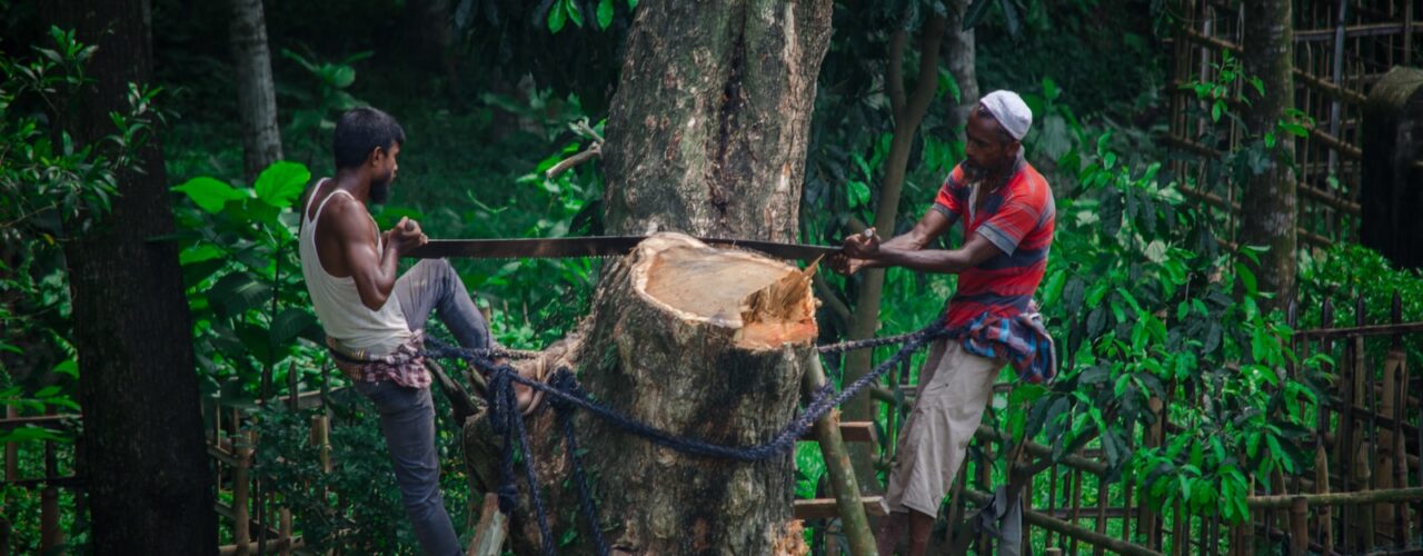 two man cutting standing on ladder and cutting tree