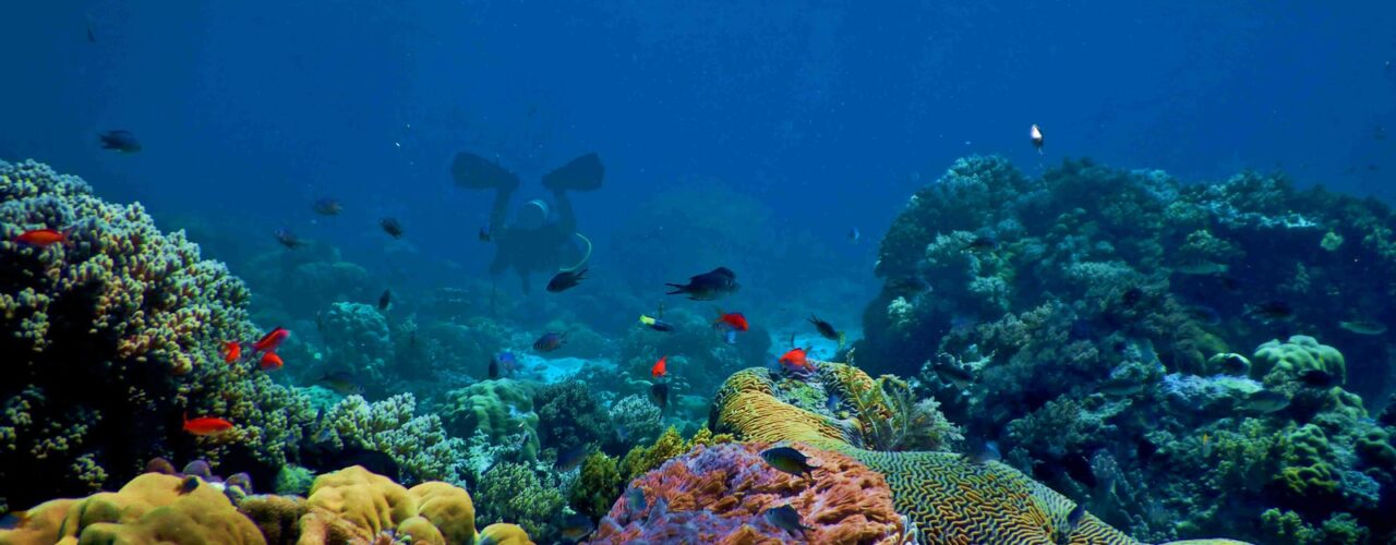 blue and black fish under water