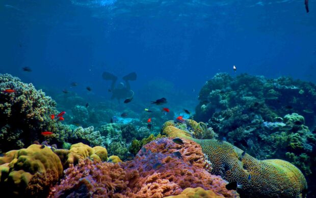 blue and black fish under water