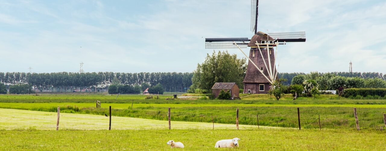 white sheep on green grass field during daytime