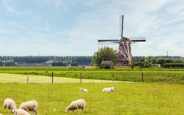 white sheep on green grass field during daytime