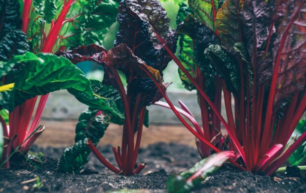 green and red plant